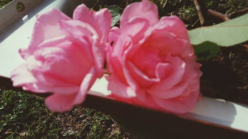 Close-up of pink rose