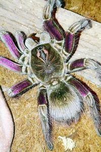 High angle view of insect on purple flower