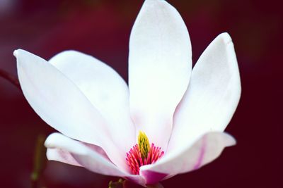 Close-up of white crocus flower against blurred background