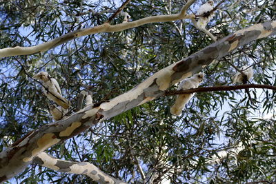Low angle view of tree against sky