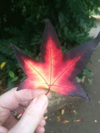 Close-up of hand holding maple leaves