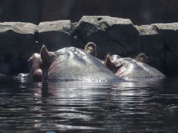 Hippopotamus swimming in lake