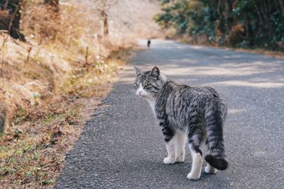 High angle view of cat on street