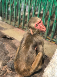 Monkeys at temple looking people for food