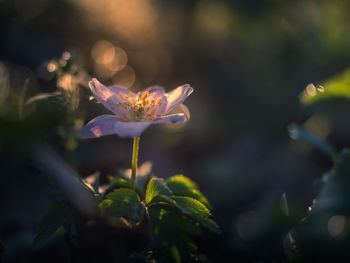 Close-up of purple flowering plant