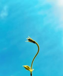 Close-up of plant against blue water