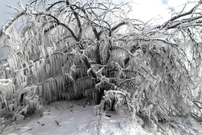 Bare trees on snow covered land