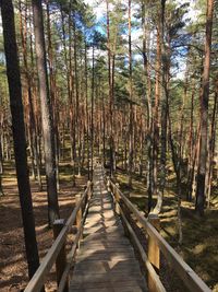 View of boardwalk in forest