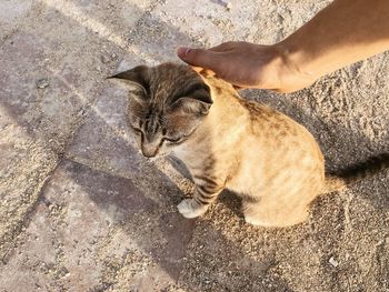 High angle view of hand holding cat