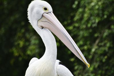 Close-up portrait of pelican