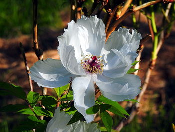 Close-up of white flowering plant