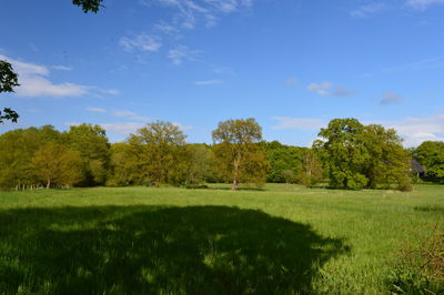 Scenic view of trees on field against sky