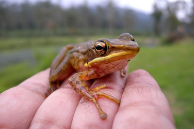 Cropped hand holding frog on field