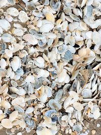 Full frame shot of shells