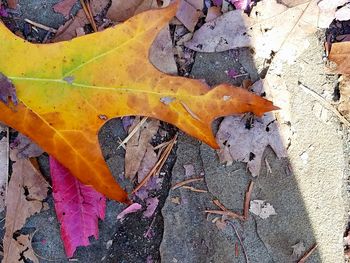 Close-up of leaf