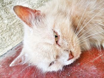 Portrait of ginger cat lying down