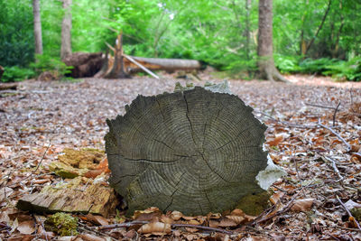 Close-up of tree stump on field