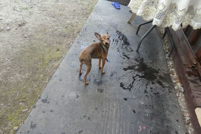 High angle portrait of a dog