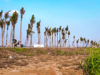 Trees on field against clear sky