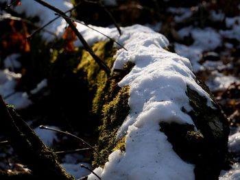 Close-up of frozen tree during winter