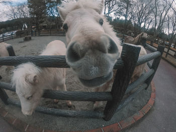 Close-up of a horse in pen