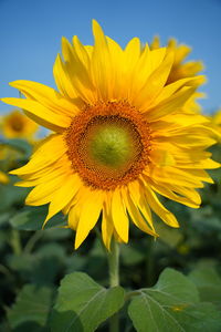 Close-up of yellow sunflower