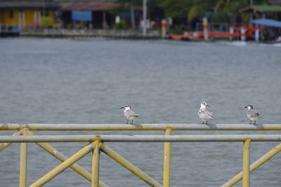 Seagull perching on railing against sea