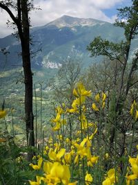 Yellow flowering plant against sky