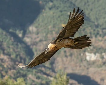 Bird flying over a blurred background