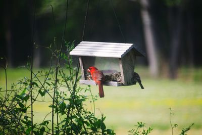 Bird on a wooden bird feeder 