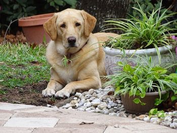 Portrait of dog sitting in yard