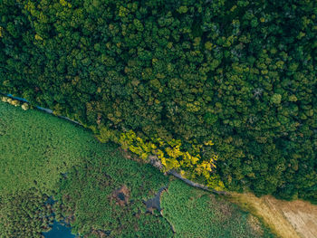 High angle view of yellow flowers growing on field