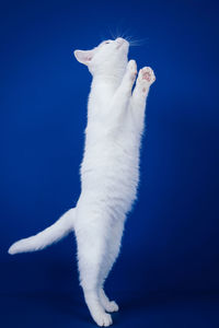White cat looking away against blue background