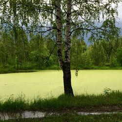 Scenic view of lake in forest