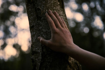 Cropped hand of person touching tree trunk in forest during sunset