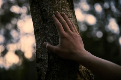 Close-up of hand on tree trunk