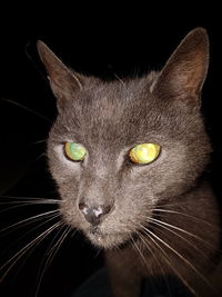 Close-up portrait of cat against black background