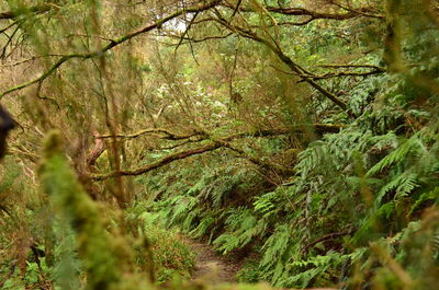 Close-up of tree