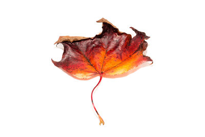 Close-up of dry leaf against white background