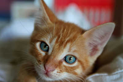 Close-up portrait of cat at home