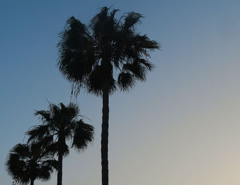 Low angle view of coconut palm tree against clear sky
