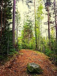 Road passing through forest