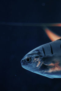 Close-up of fish swimming in sea