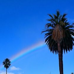 Low angle view of palm trees against blue sky