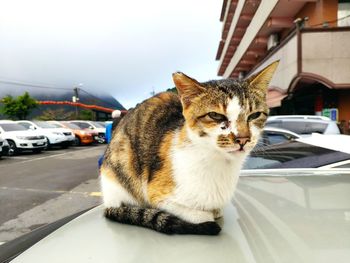 Portrait of cat sitting on car