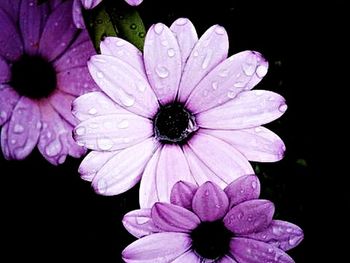 Close-up of purple flower