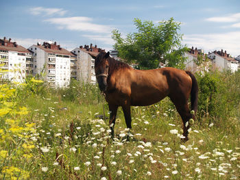 Horse standing in a garden