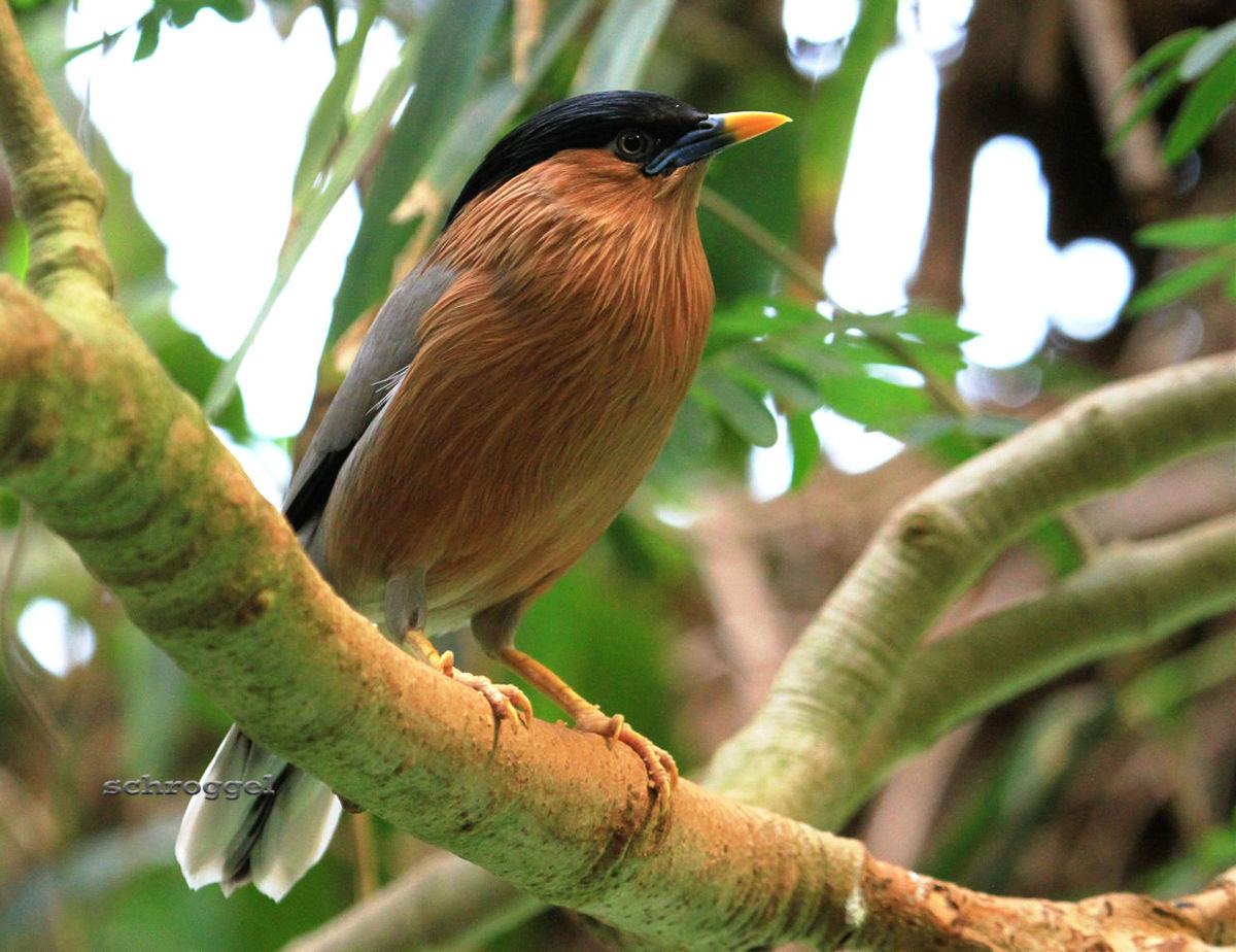 animal themes, animals in the wild, one animal, wildlife, bird, branch, perching, tree, low angle view, focus on foreground, leaf, nature, close-up, full length, twig, day, outdoors, zoology, selective focus, no people