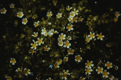 Close-up of yellow flowering plants