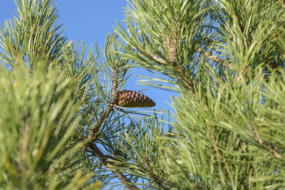 Close-up of dead plant against clear sky